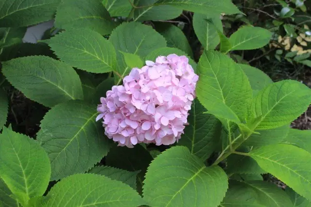 朝顔と季節外れの紫陽花｜園芸日記by豆太郎｜みんなの趣味の園芸｜170549