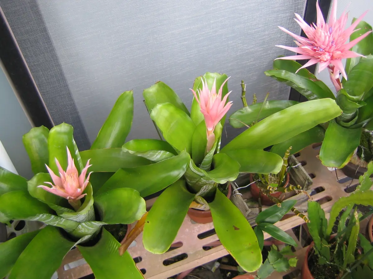 エクメア　ファッシアータ　202401200007 エクメア ファッシアータ 202401200007 【公式通販】