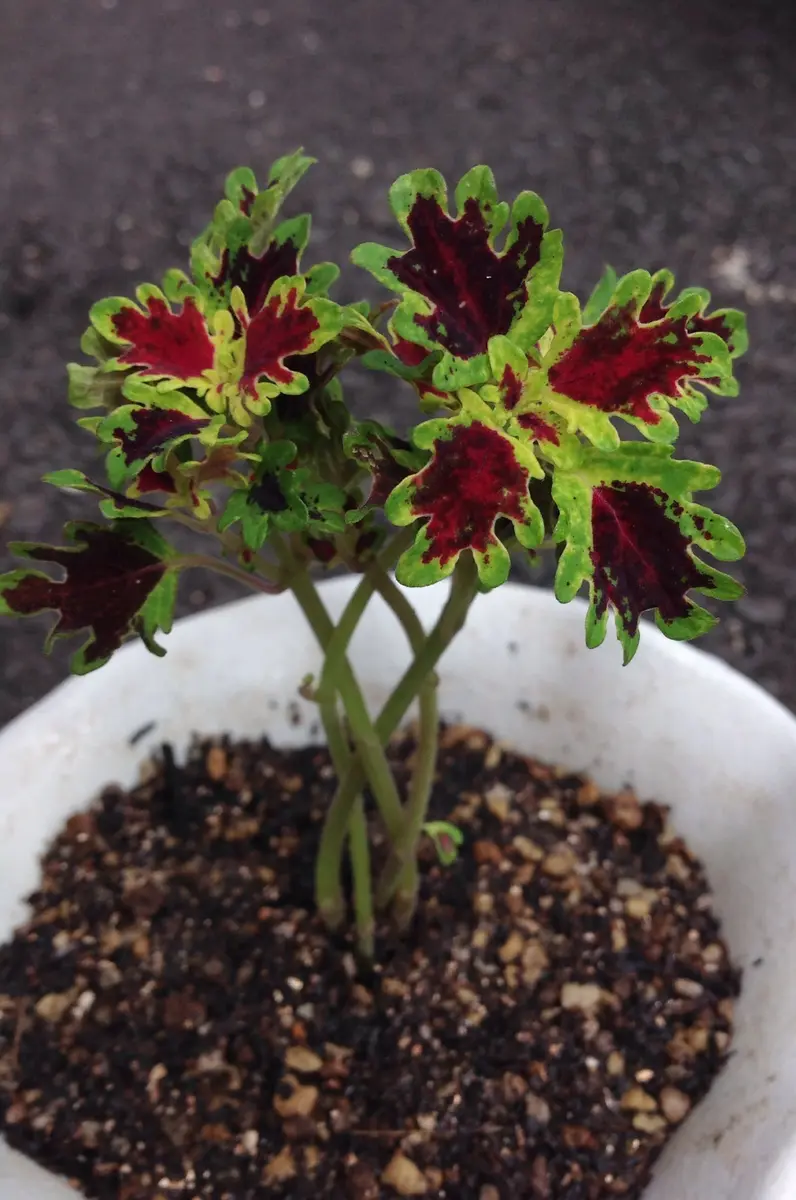 挿し芽コリウスの四編みスタンダード仕立ての作り方Part2(^_