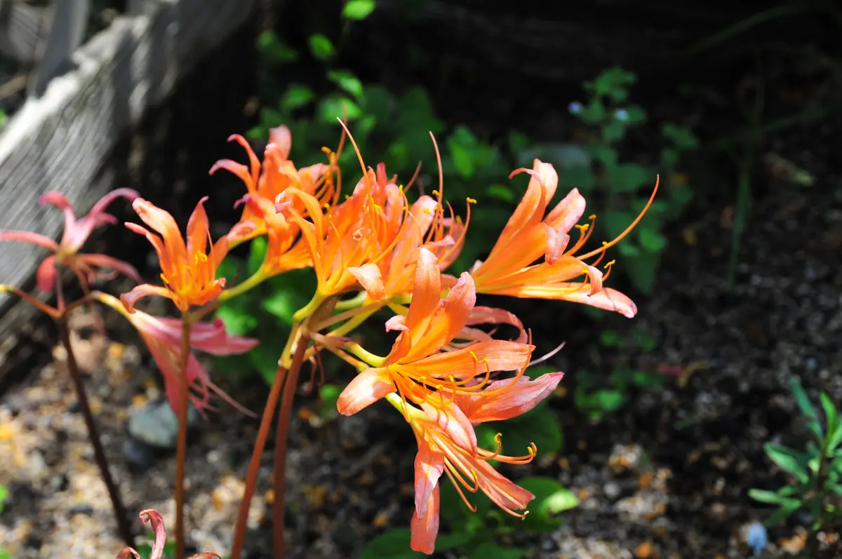 キツネノカミソリ｜園芸日記byTuzzy muzzy｜みんなの趣味の