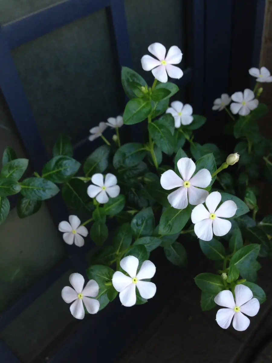 小さな花が好き｜園芸日記byバイオレット｜みんなの趣味の園芸｜173959 