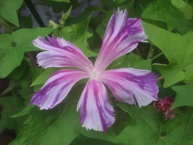 変化朝顔・・・采咲きと切れ咲き｜園芸日記byこんちゃん｜みんなの趣味