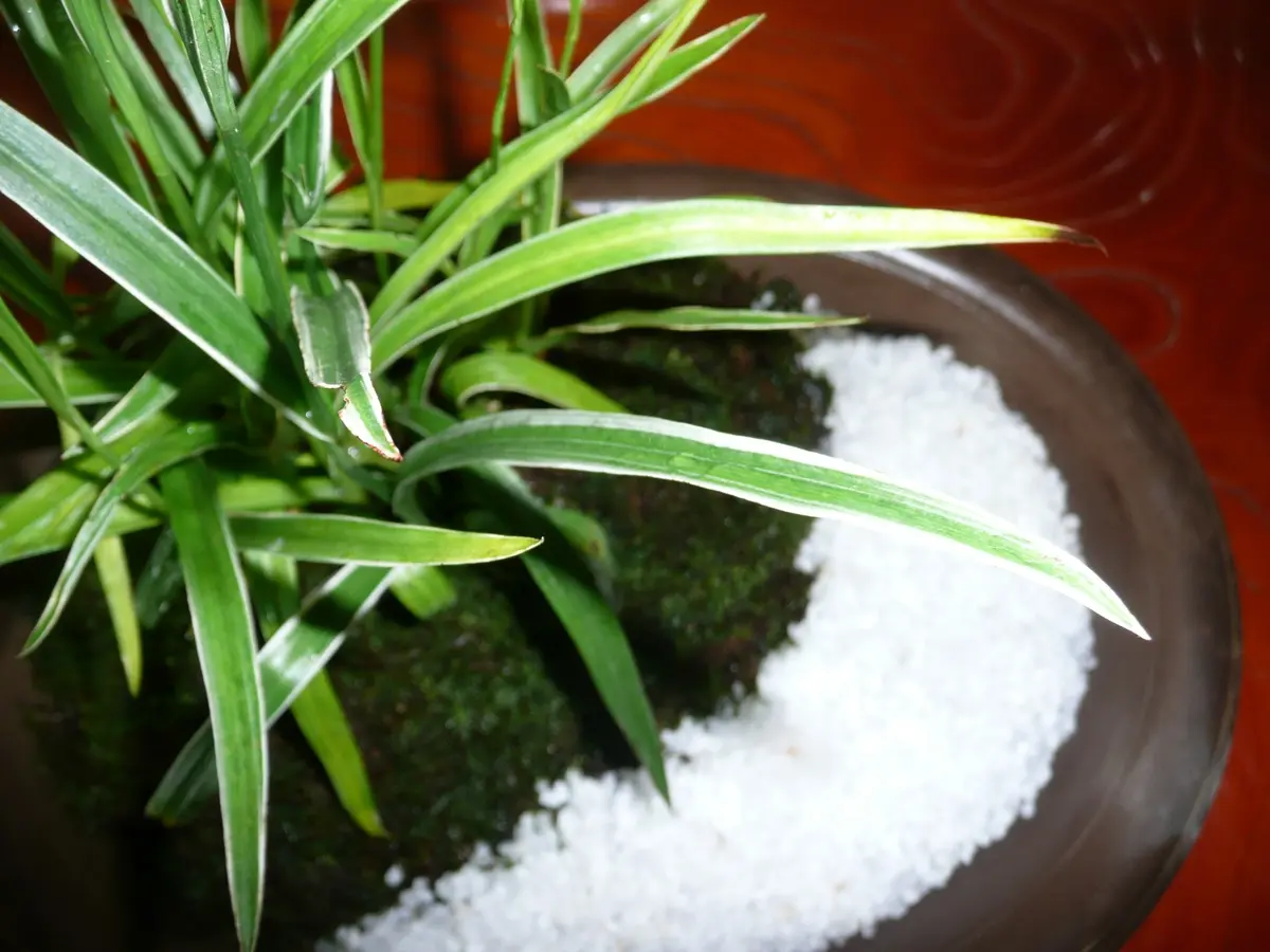 サギソウの盆栽｜園芸日記byお散歩カメ吉｜みんなの趣味の園芸
