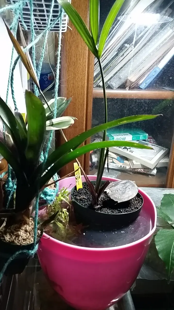 ニッパヤシ｜園芸日記by時を越える猫｜みんなの趣味の園芸｜174479