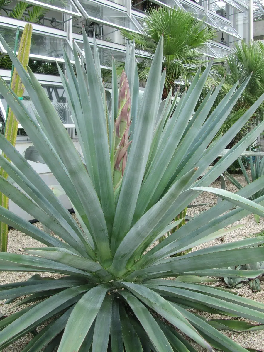 アガベ テキラーナ 8号 84cm アガベ テキラーナ 8号