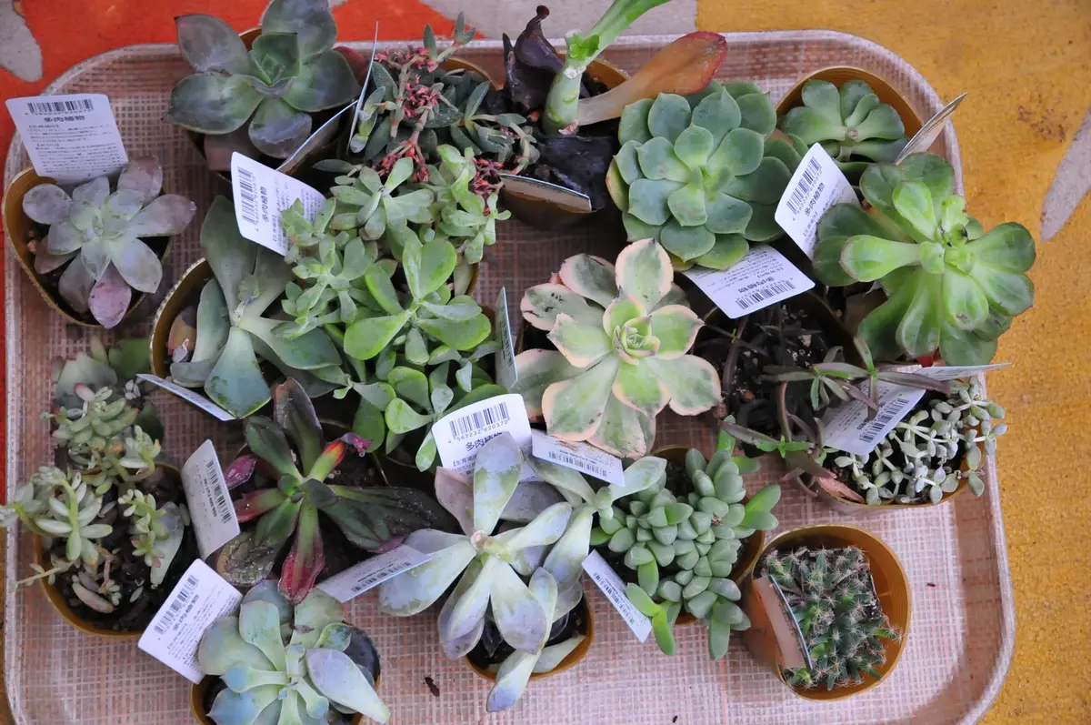 多肉植物❤️確認ページとなります。お買い上げにならないようお願い致します。 マッチメーカー 安定のかわいさで、とっても人気の子