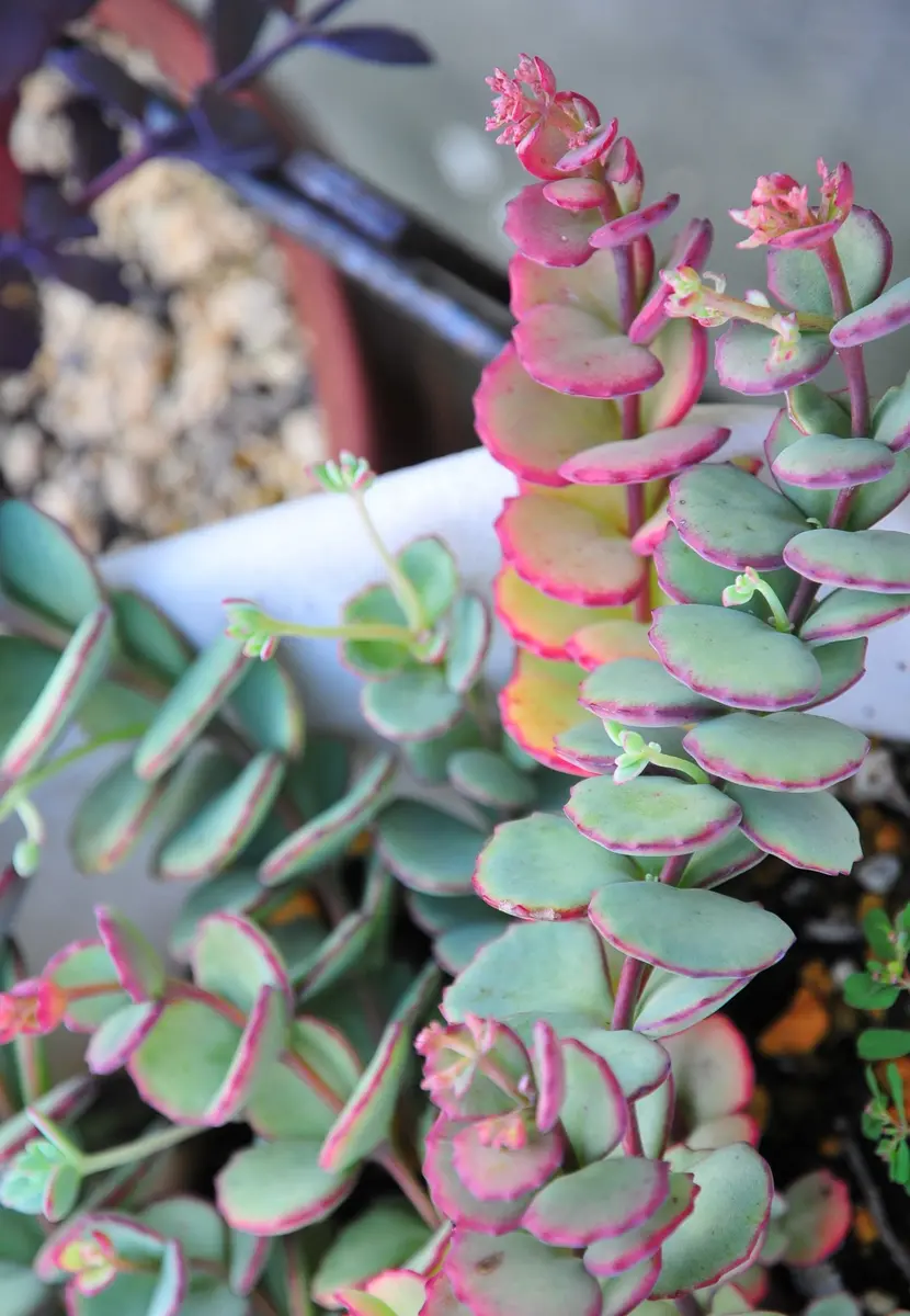 たにくふぁ～む 多肉植物農園 | 多肉詰め放題‼️ ☆寄せ植え用