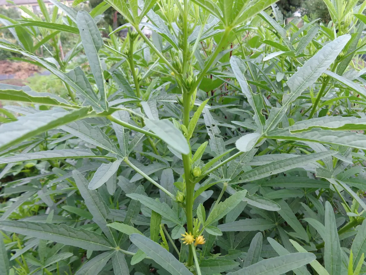 ローゼルの種類｜園芸日記byやっぱり花が好き｜みんなの趣味の園芸｜175550
