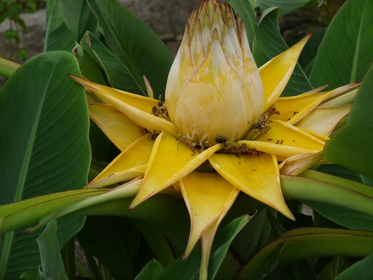 チュウキンレン バナナの木（黄色い花付き） バナナ の 葉