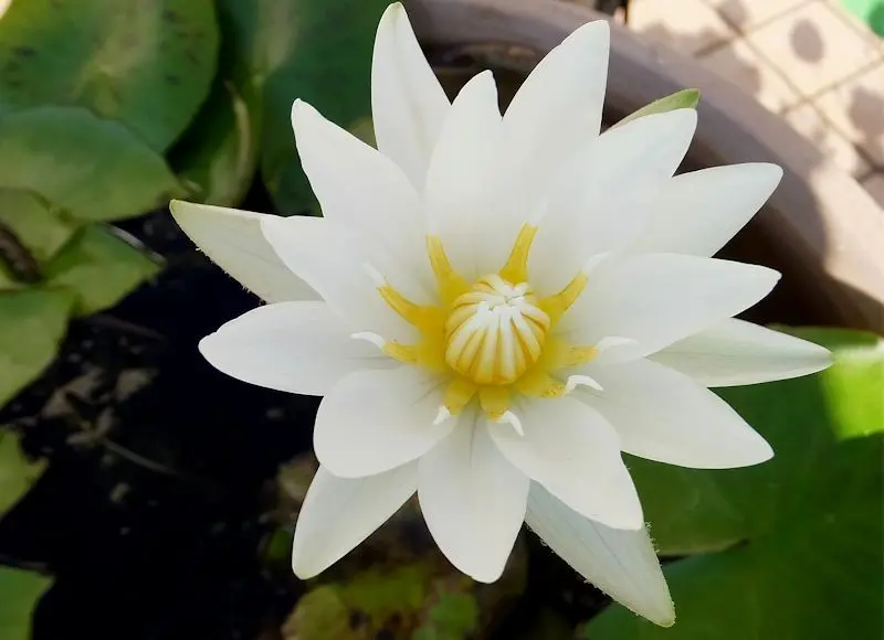 ブルーギガンティア｜園芸日記byくりたけ｜みんなの趣味の園芸