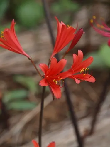 リコリス｜園芸日記byreosaku｜みんなの趣味の園芸｜177106