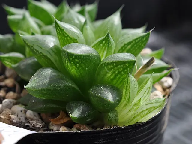 ハオルチア氷砂糖から～｜園芸日記bysaita｜みんなの趣味の園芸｜177312