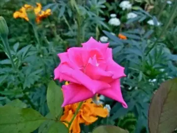 蛍光色の薔薇｜園芸日記byブラウンサム｜みんなの趣味の園芸｜177946