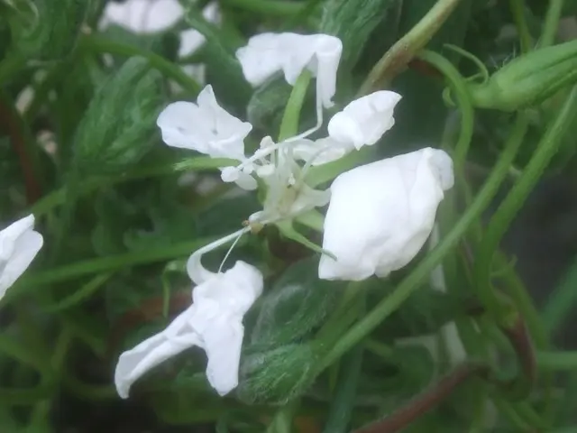 変化朝顔・獅子咲き｜園芸日記byこんちゃん｜みんなの趣味の園芸｜178057