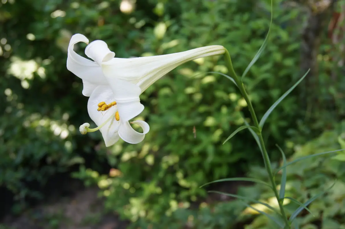 タカサゴユリ｜園芸日記byえなばーば｜みんなの趣味の園芸｜179064
