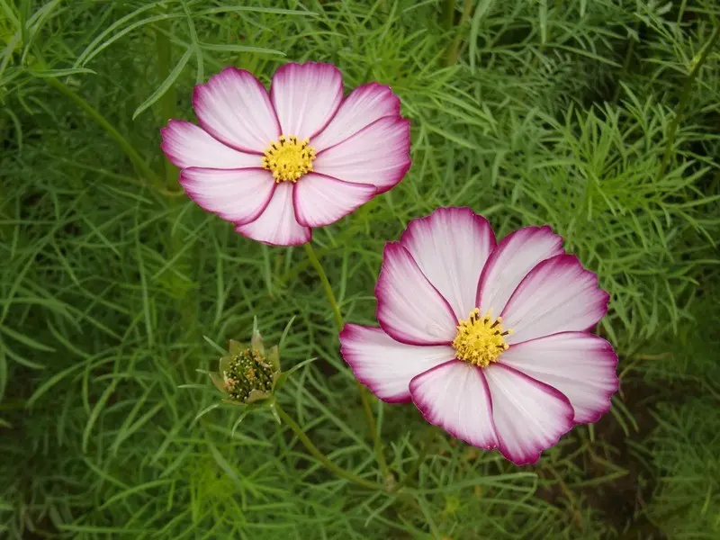 コスモスりんご商品です♪SBsc コスモスりんご様 専用商品です♪SBsc