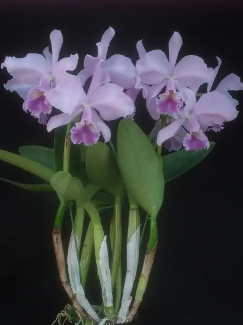 爽やかな藤色のカトレアです[i:146]｜園芸日記byこんちゃん｜みんなの