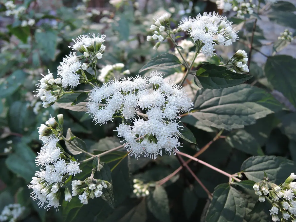 ユーパトリウム・チョコレート｜園芸日記by天野麻里絵｜みんなの趣味の