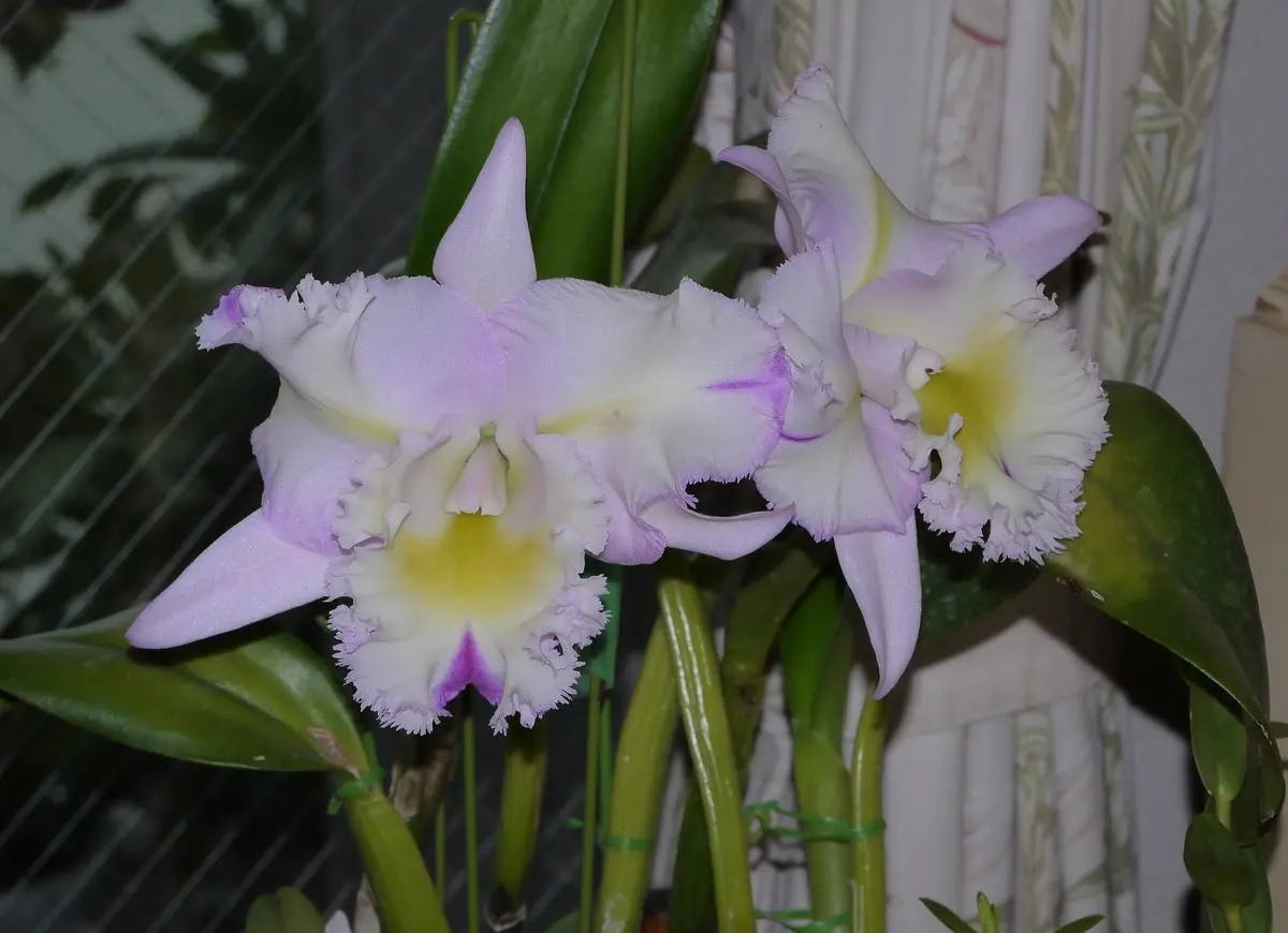 カトレヤ ワルケリアナの蕾を発見｜園芸日記byうめ｜みんなの趣味の