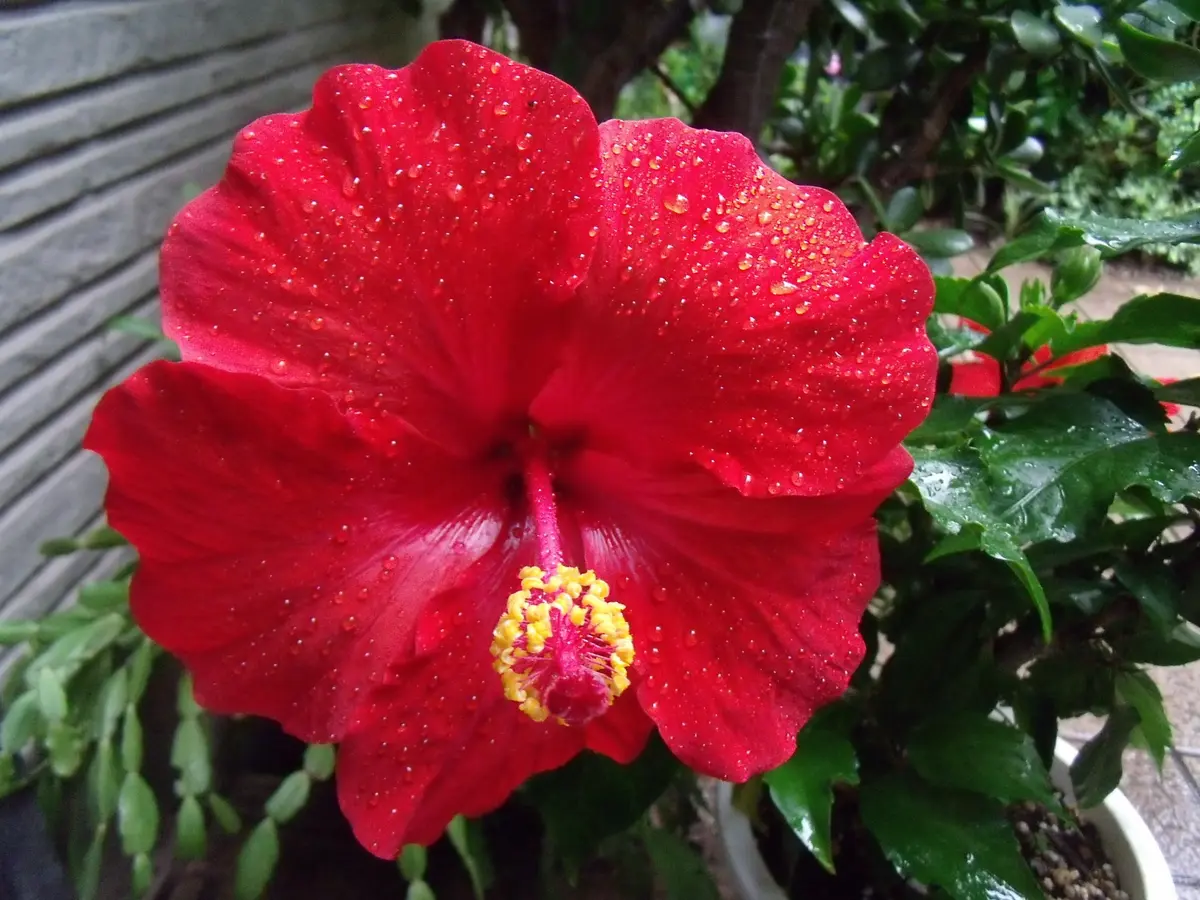 ハイビスカス 雨の七星 赤花 ハイビスカス 雨の七星 赤花 ハイビスカス