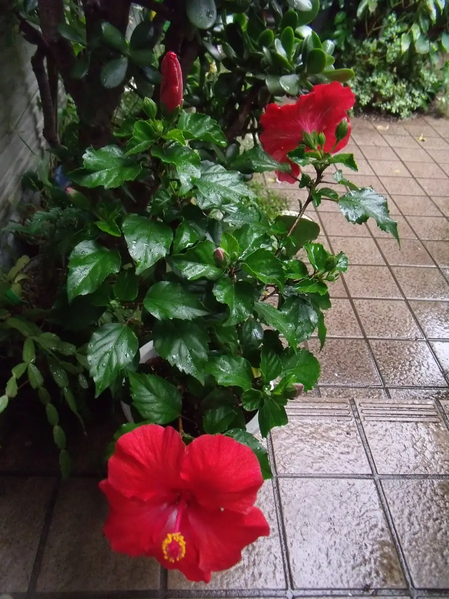 ハイビスカス 雨の七星 赤花 ハイビスカス 雨の七星 赤花 わが家のハイビスカス🌺｜🍀GreenSnap