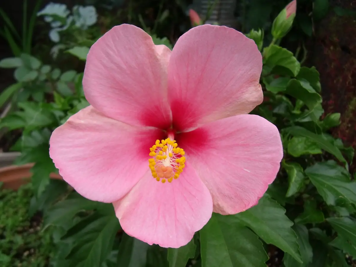 雨に咲く赤いハイビスカス｜園芸日記byともさく｜みんなの趣味の園芸