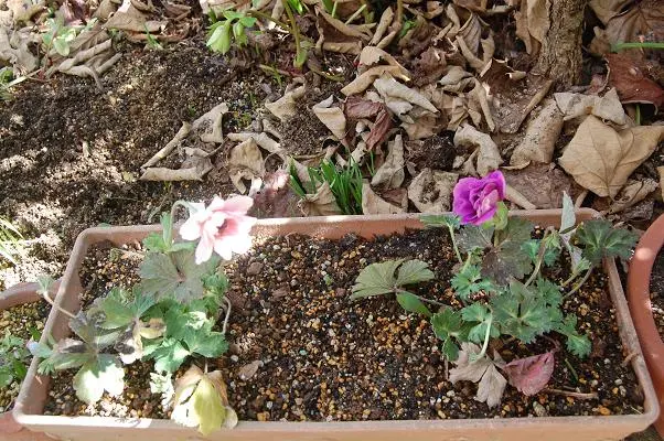 庭いじり、始めました｜園芸日記byTOKO｜みんなの趣味の園芸｜18361