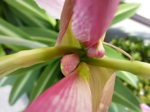 あまりりす♡ ミニアマリリス : Flowers.