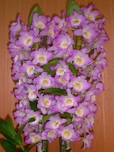 洋蘭 原種 ニオイラン フラスコ 胡蝶蘭生産者の栽培風景