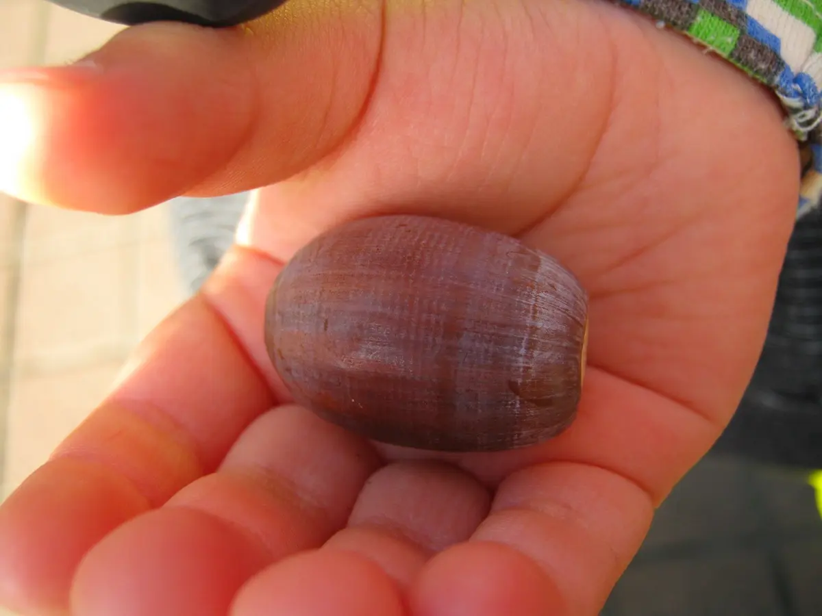 最後のどんぐり？｜園芸日記byどんぐら～｜みんなの趣味の園芸｜185759
