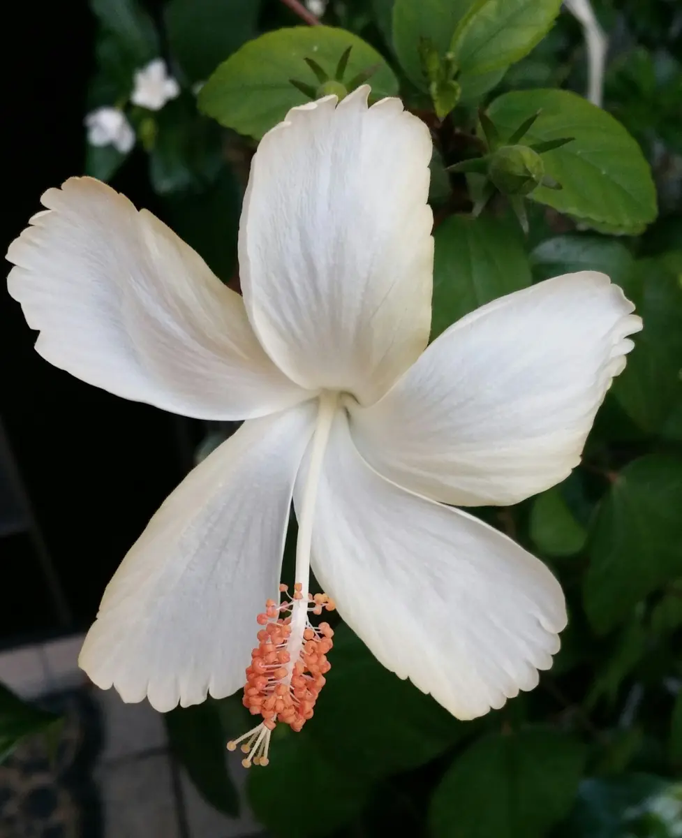 真っ白ハイビスカス4日目｜園芸日記byかおりん｜みんなの趣味の園芸