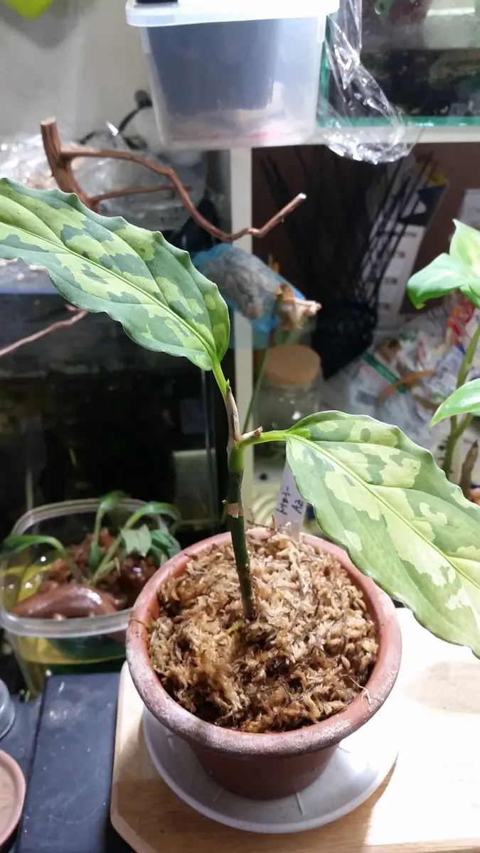 アグラオネマ ピクタム 雪風(13冬) 葉模様の美しいアイツを育ててみない