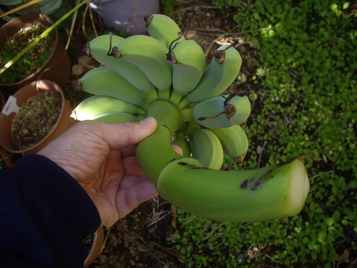 9月　10月　バナナ収穫予定　お問い合わせ用 okinawabanana3-logo.jpg