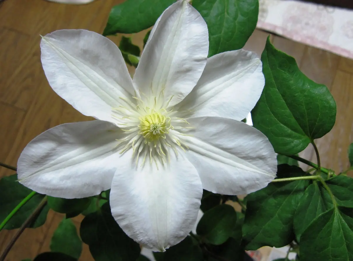 香香 様 ゼラニウム苗 多品種 香香 様 ゼラニウム苗 多品種