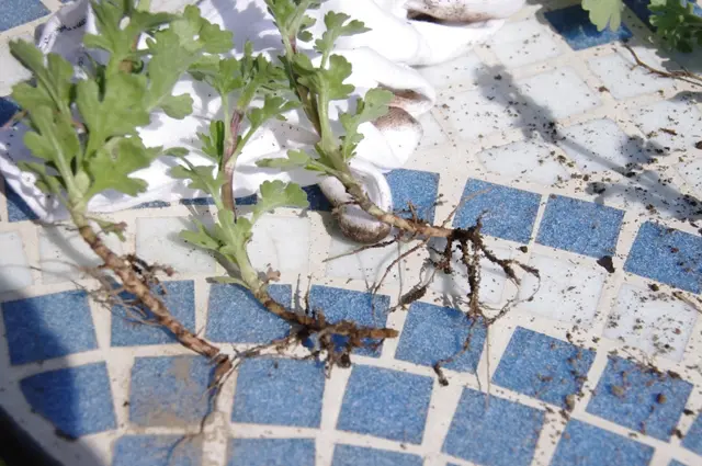 菊の冬至芽取り｜園芸日記byボタンちゃん｜みんなの趣味の園芸｜18713