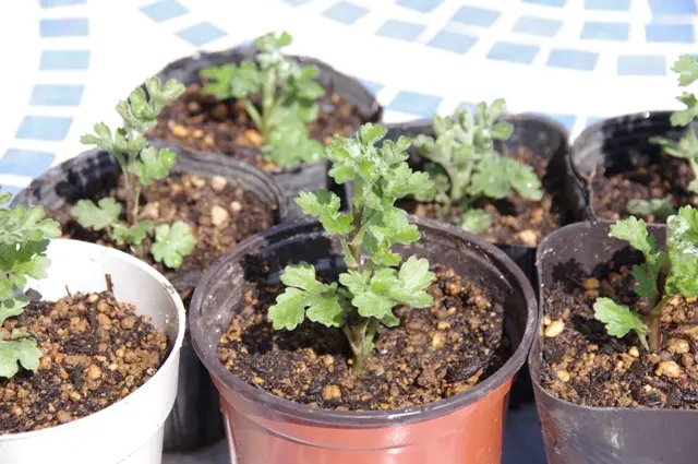 菊の冬至芽取り｜園芸日記byボタンちゃん｜みんなの趣味の園芸｜18713