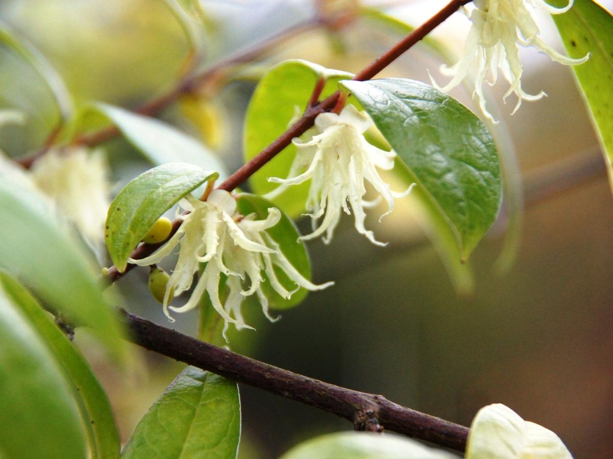 初冬の花―マルバノキ・トキワロウバイ・サザンカ｜園芸日記by越前町立