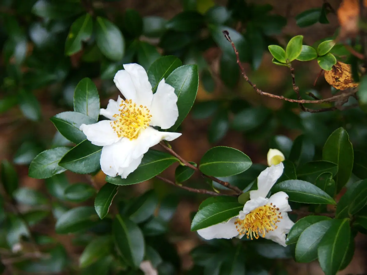初冬の花―マルバノキ・トキワロウバイ・サザンカ｜園芸日記by越前町立