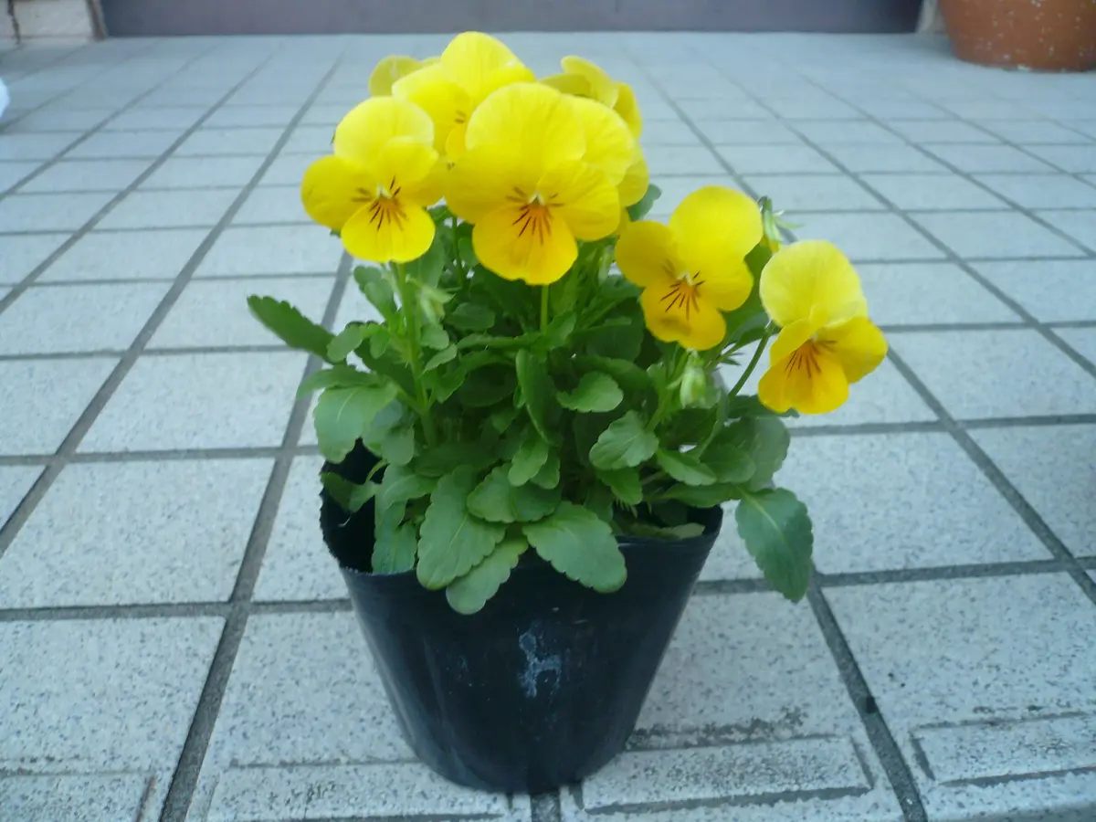 ビオラ れもんももか｜園芸日記byなお｜みんなの趣味の園芸｜187347