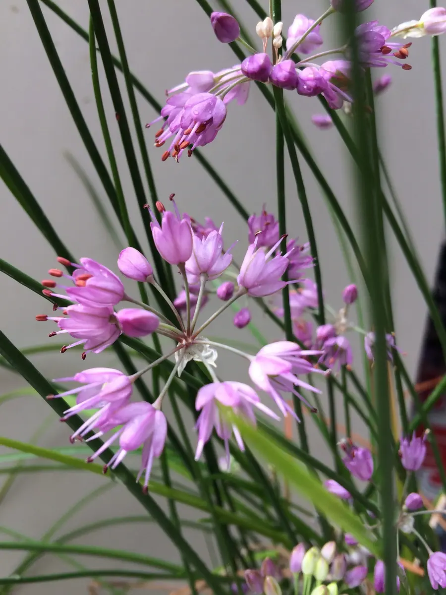 ヤマラッキョウ、イトラッキョウ｜園芸日記by梢｜みんなの趣味の園芸