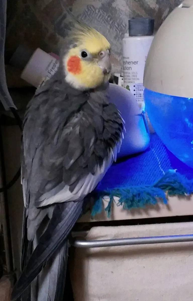 かおりんページ かおりん先生、猛烈に反省＼(__)｜園芸日記byかおりん｜みんなの趣味の