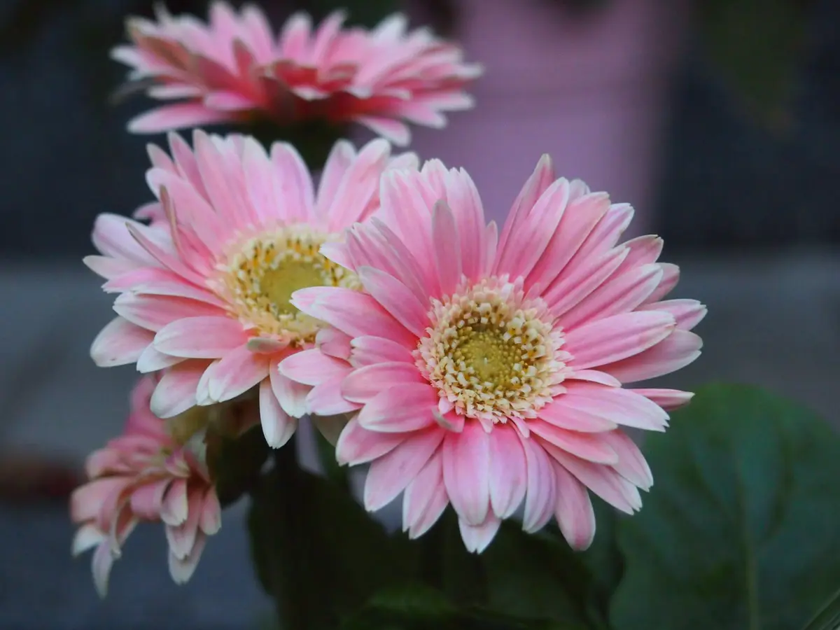 原種ガーベラ　ピンク(肌色)他 原種ガーベラ ピンク(肌色)他 ガーベラの種類 | 元気なガーベラを生産して