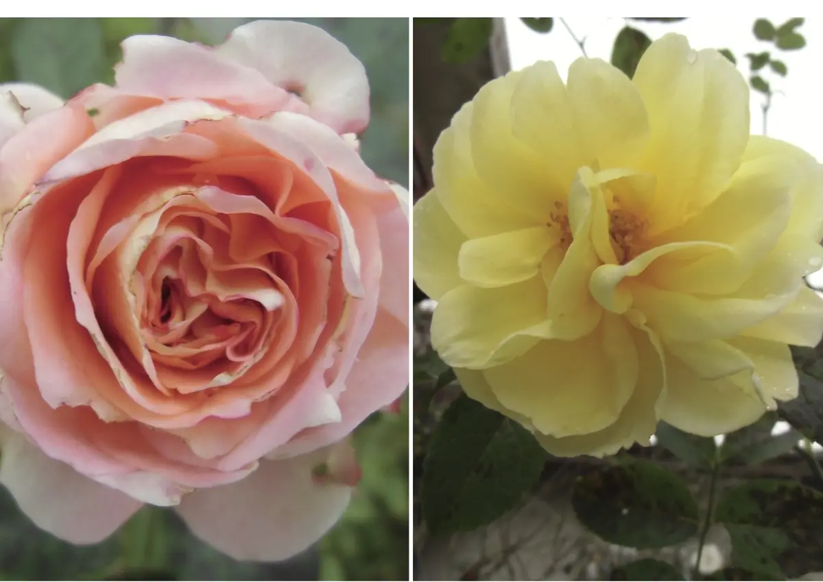 11月最後の薔薇｜園芸日記byブラウンサム｜みんなの趣味の園芸｜191872