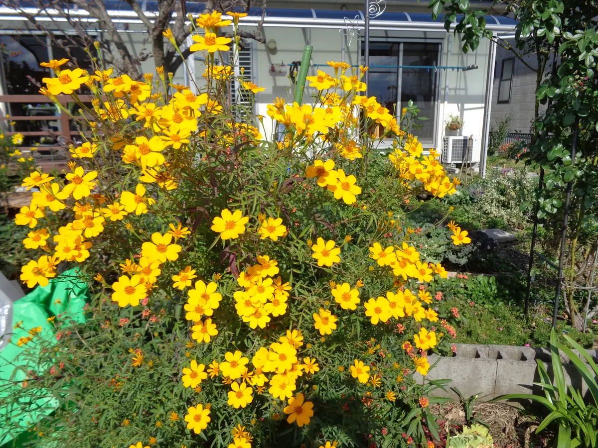 黄色い花｜園芸日記byやっぱり花が好き｜みんなの趣味の園芸｜192039