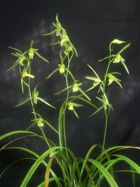 土佐寒蘭〔豊雪〕花芽1 土佐寒蘭〔豊雪〕花芽1 寒蘭 土佐寒蘭 豊雪 花芽付 7