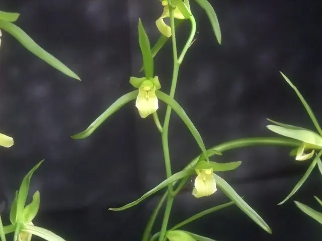 土佐寒蘭銘品『素光』花付き　寒蘭春蘭　東洋蘭 土佐寒蘭「帝王」 No.1220 : 東洋蘭風来記奥部屋