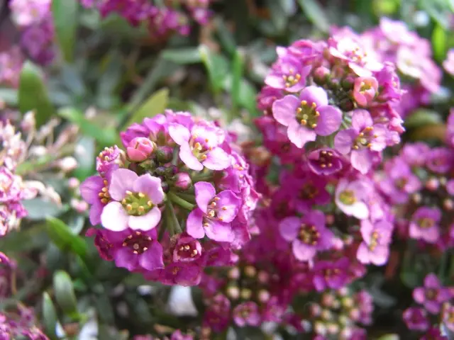 香紫 こうし 椿 椿園オンラインショップ / 香華・こうか (香り椿)