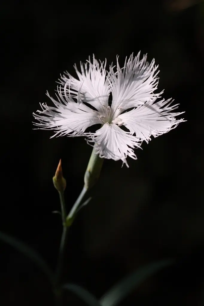 山野草 超希少斑入り 北岳草 山野草 超希少斑入り 北岳草 - メルカリ