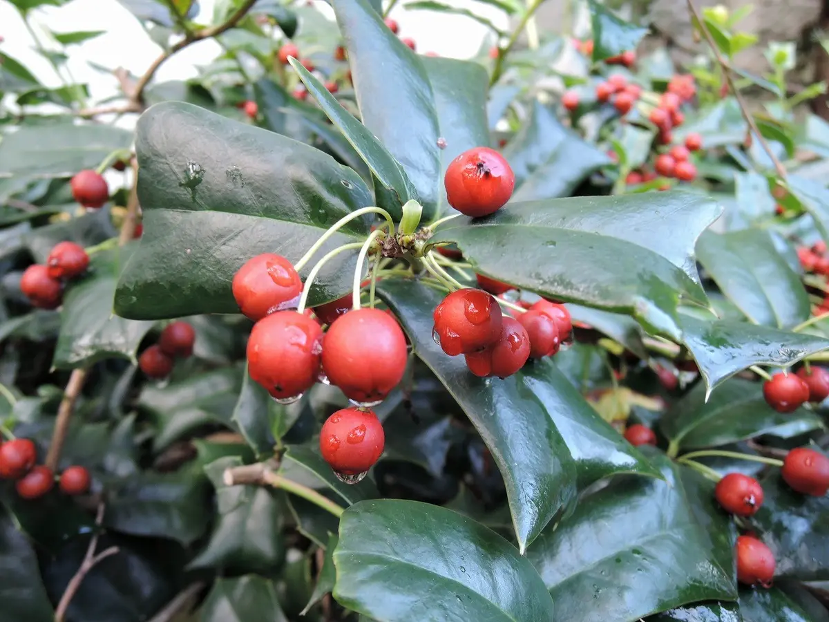 クリスマスホーリー｜園芸日記by天野麻里絵｜みんなの趣味の園芸｜194695