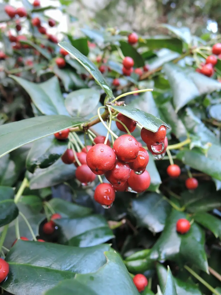 クリスマスホーリー｜園芸日記by天野麻里絵｜みんなの趣味の園芸｜194695
